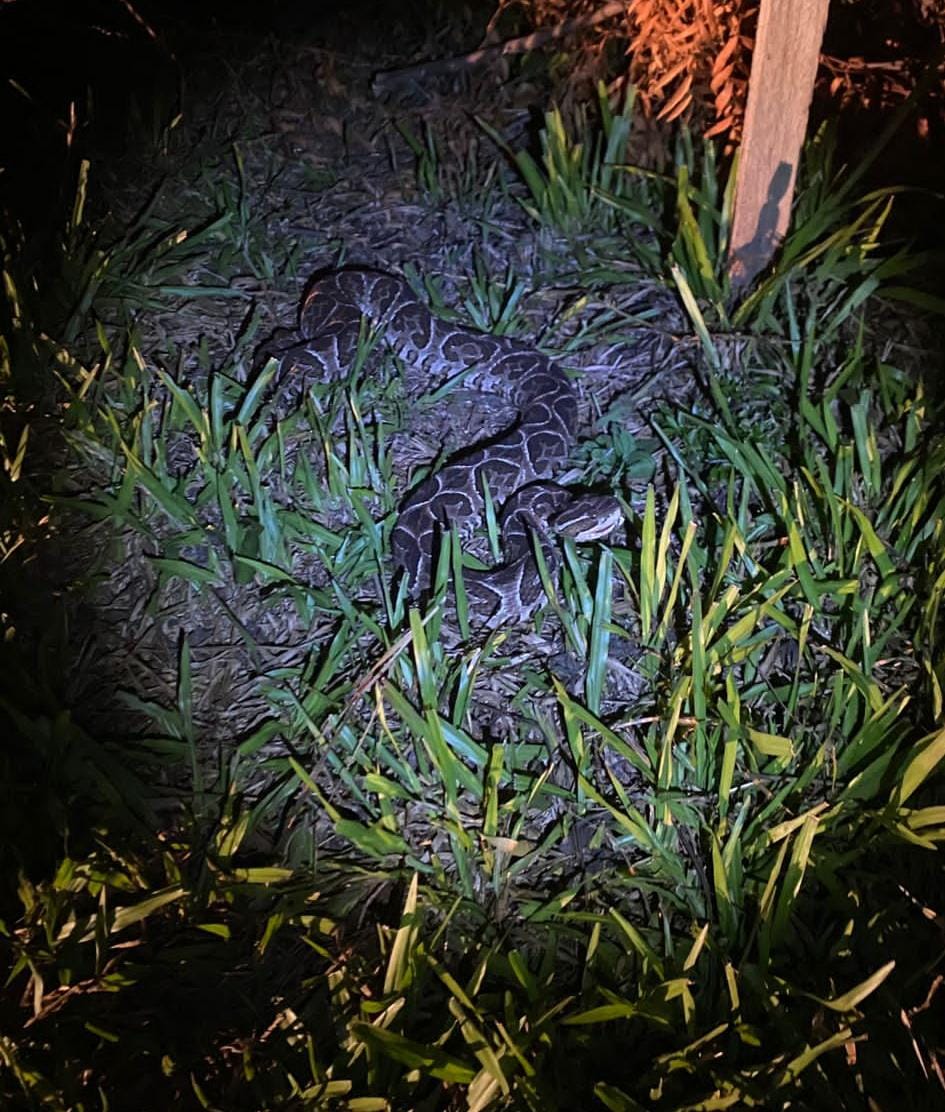 Tomaba mate en una plaza y se encontró con una yarará